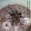 TARANTULA